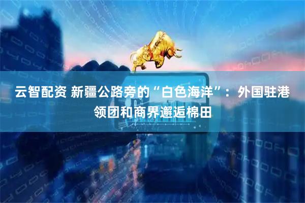 云智配资 新疆公路旁的“白色海洋”：外国驻港领团和商界邂逅棉田
